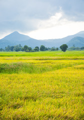 Fototapeta premium Gold rice field with the blue sky.