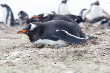 Gentoo penguin lying on it's nest, Falkland Islands.