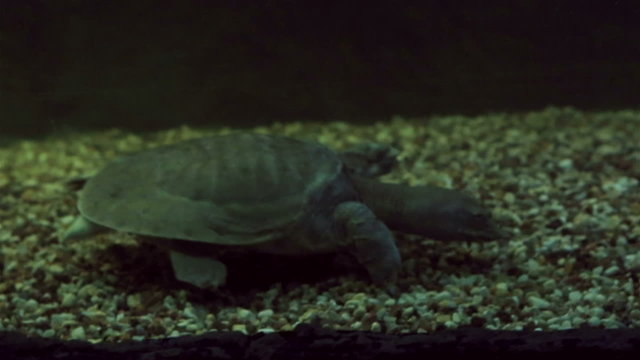 Chinese softshell turtle 