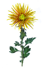 Fototapeta premium flower green chrysanthemum