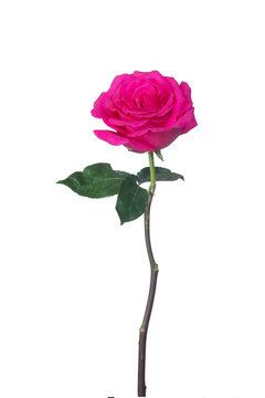 single pink rose  isolated  background