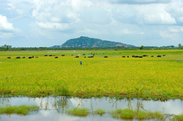 landscape, Mekong Delta, buffalo, flooded rice field
