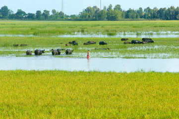 landscape, Mekong Delta, buffalo, flooded rice field