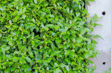 Fototapeta premium Green leaves wall
