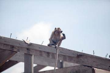 monkey