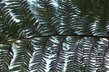 Ciel au travers 'une fougère