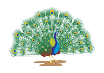 Peacock