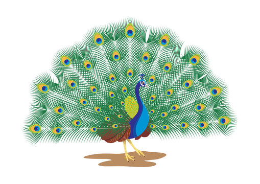 Peacock