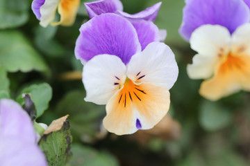 Mix color pansy flower.