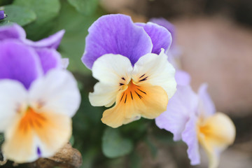 Mix color pansy flower.