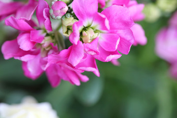 Fototapeta na wymiar Pink flower is blooming.