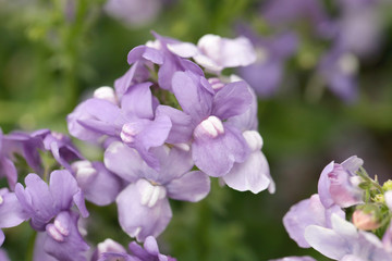 Fototapeta na wymiar Purple flower is blooming.