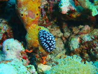 True sea slug, Island Bali