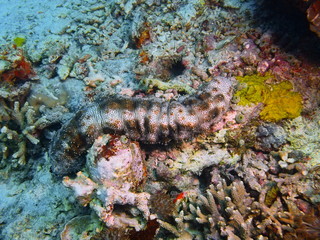 Sea cucumber, Island Bali