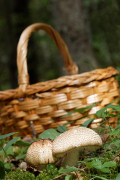 Mushroom basket and Agaricus augustus mushroom and moss