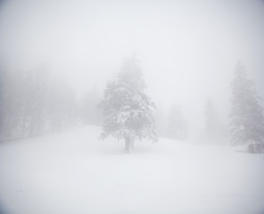 Christmas background with snowy fir trees