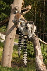 Lemurs on the branch