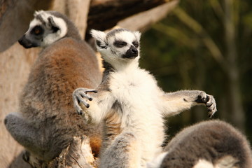 Magic lemur - obrazy, fototapety, plakaty