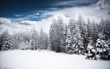 Christmas background with snowy fir trees