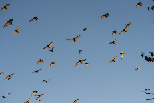 Little red flying-foxes in flight