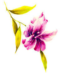 한가닥 줄기 끝에 활짝핀 분홍색 나리꽃