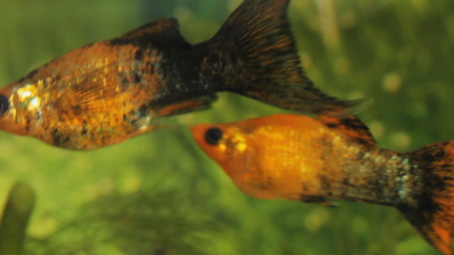 Fish In The Aquarium