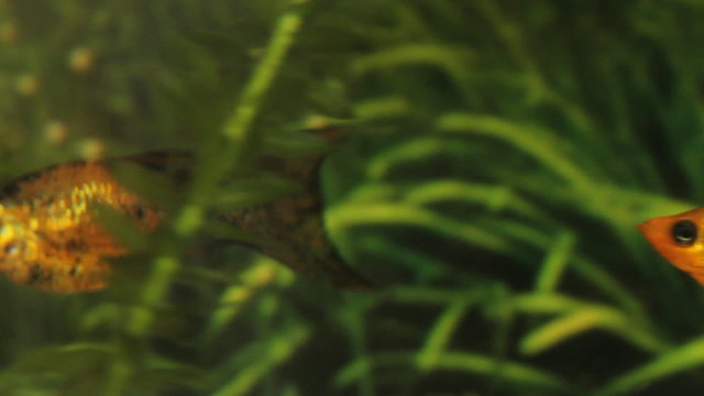 Fish In The Aquarium