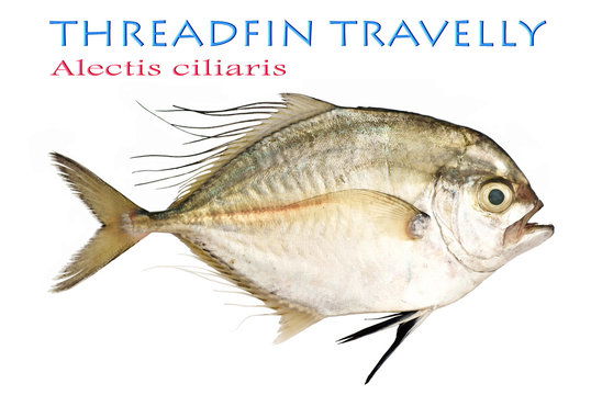 Threaffin Travelly - Alectis ciliaris