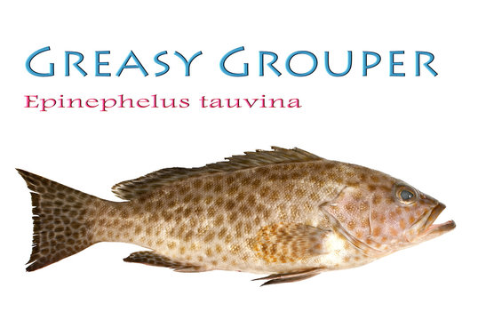 Juvenile Greasy Grouper - Epinephelus tauvina, Froese 1775