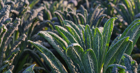 Naklejka na ściany i meble Growing Tuscan kale plants from closein the field