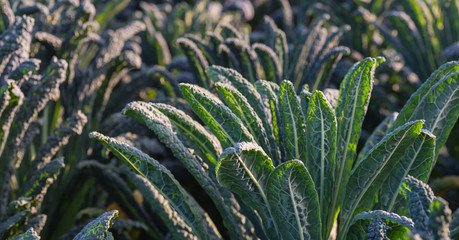 Growing Tuscan kale plants from closein the field