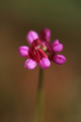 pembe &ccedil;i&ccedil;ek