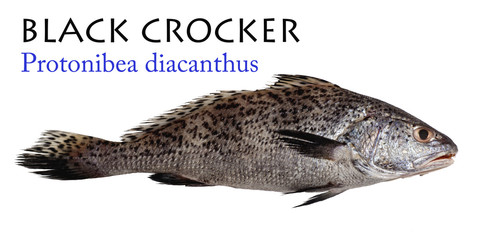 Black Croaker - Protonibea diacanthus, Lacepède, 1802