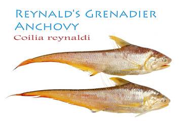 Reynald's Grenadier Anchovy – Coilia reynaldi, Valenciennes 1848..