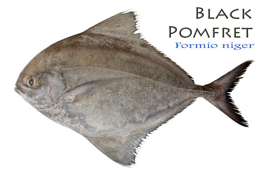 Black Pomfret – Formio niger, Block 1795.