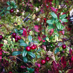Ripe red cowberry bush branches