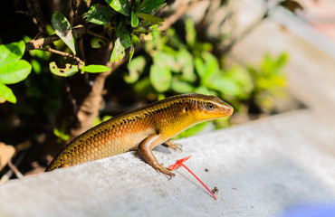 skink,scincoid lizard
