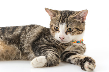 Fototapeta premium grey cat