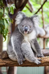 Fotobehang Koala Koala in een boom