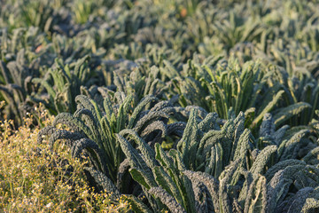 Edge of a field with Tuscan kale plants