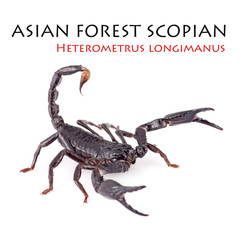 An Asian Forest Scorpion on White Background