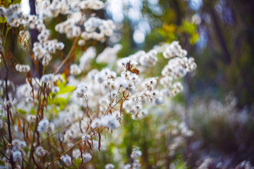 closeup autumn flowers