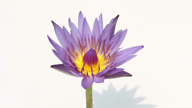 Purple Lotus with bees
