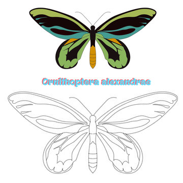 Educational game connect dots to draw butterfly