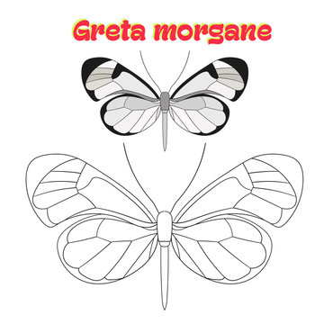 Educational game coloring book  butterfly vector