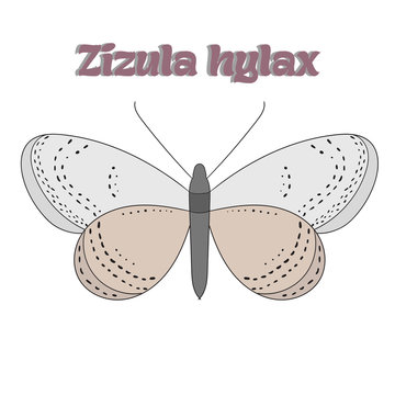 Butterfly zizula hylax vector illustration
