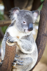 Koala in a tree