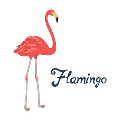 Bird flamingo vector illustration