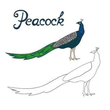 Educational game coloring book peacock bird