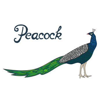 Bird peacock vector illustration